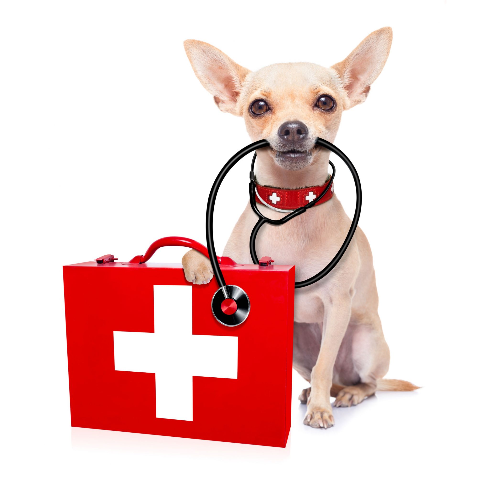 Chihuahua with medical equipment.
