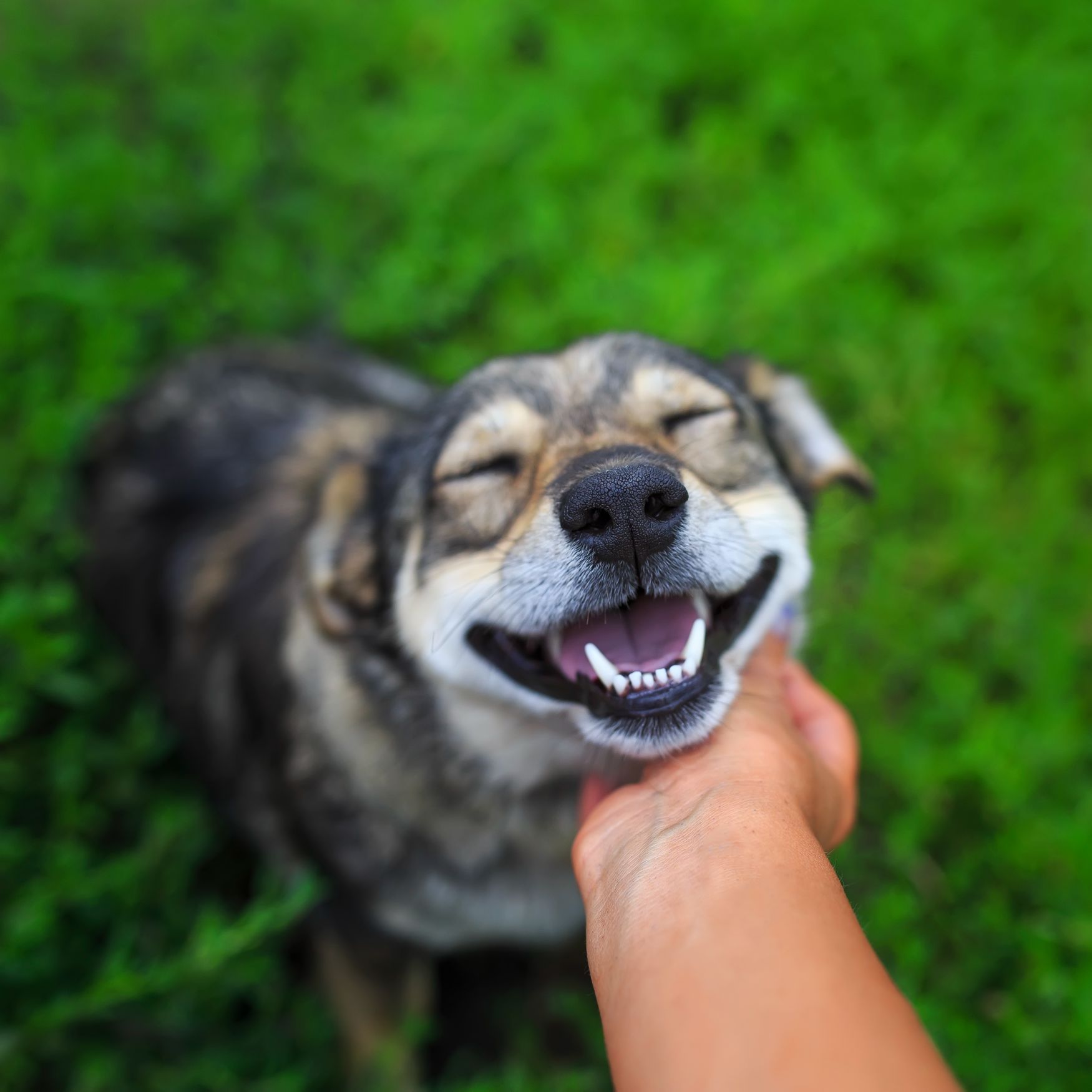 dog smiling.