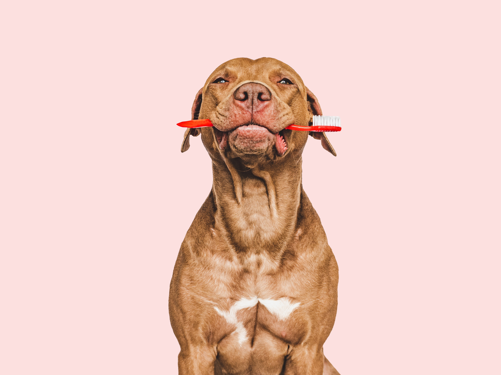 Dog with toothbrush in mouth.