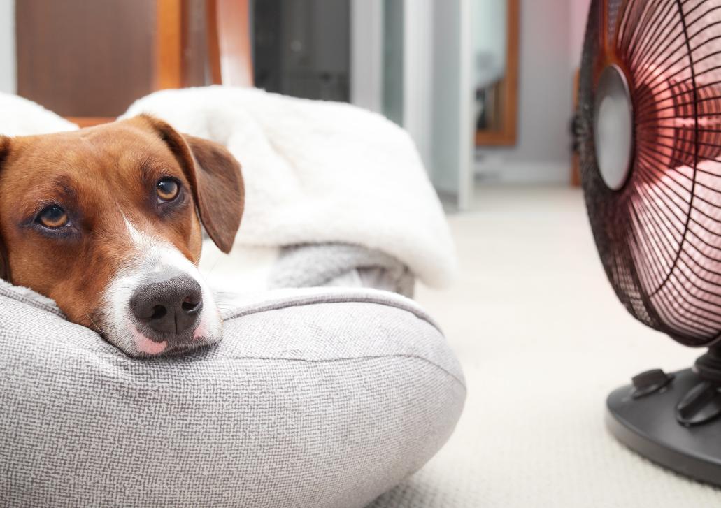 dog in front of fan. 