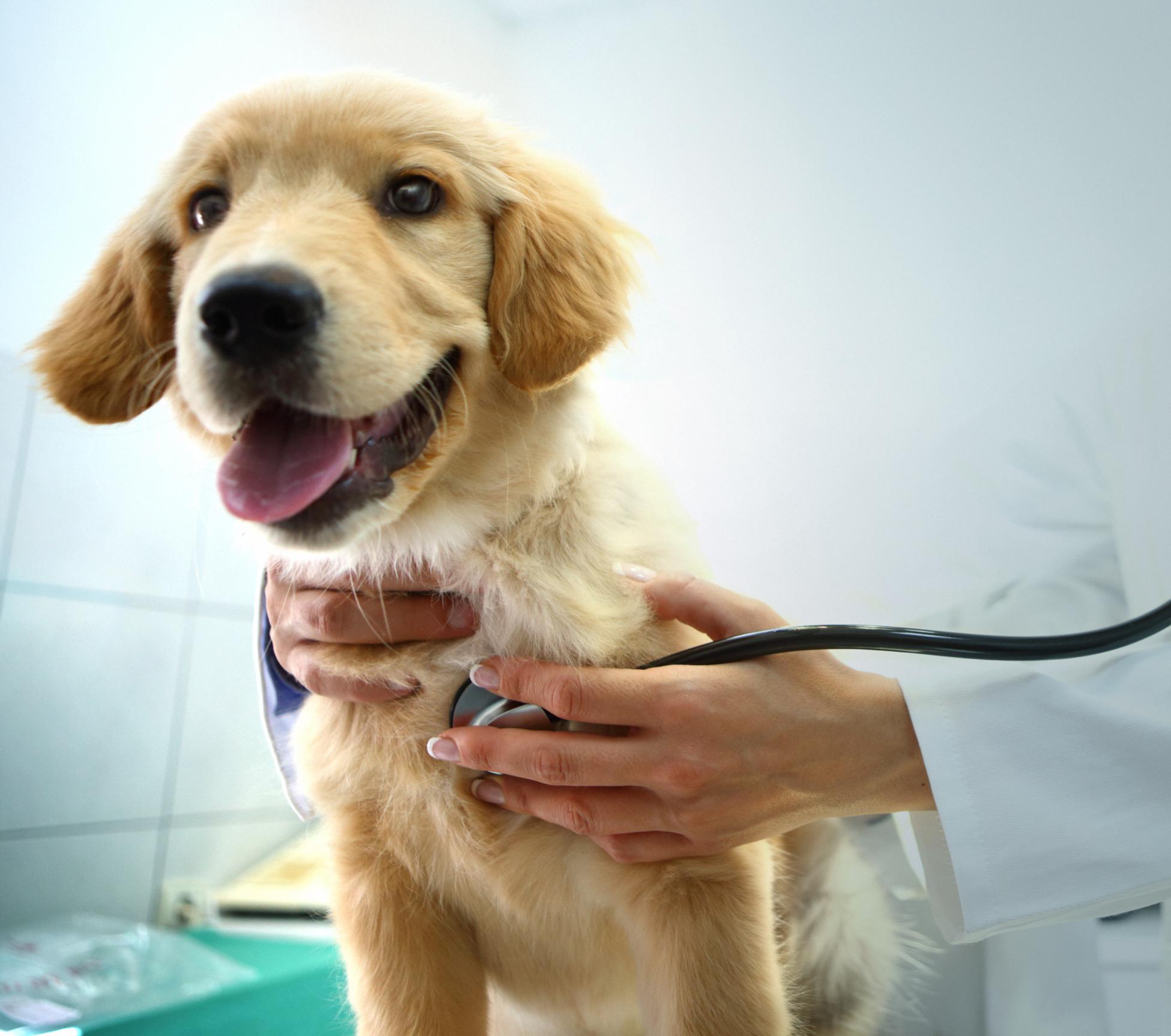 dog getting checkup.