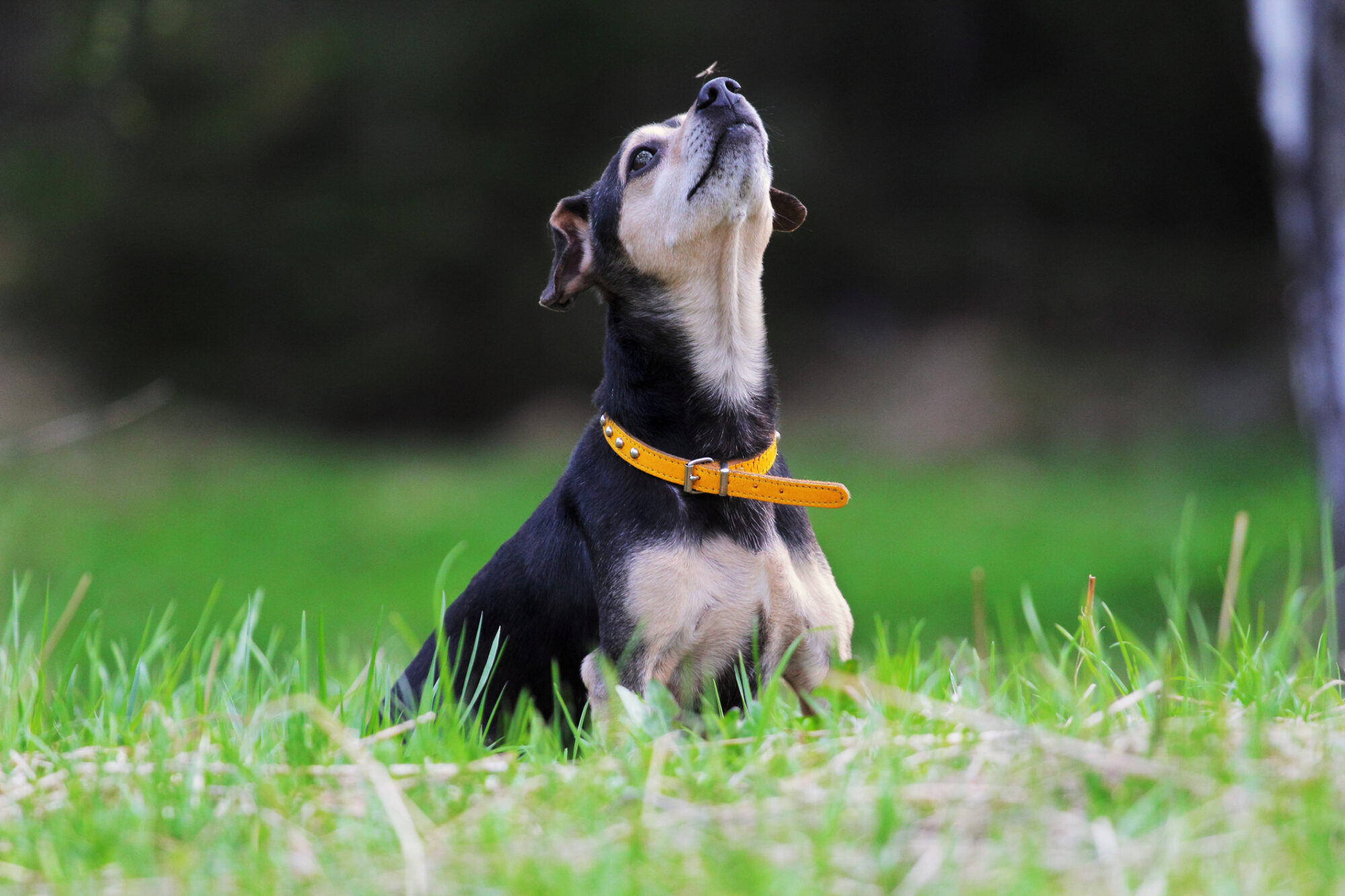 A dog with a mosquito on its nose.